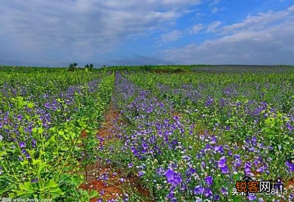 种植哪几种药材,价格年年涨,易种植、投入少、见效快？