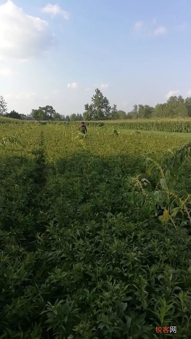 种植哪几种药材,价格年年涨,易种植、投入少、见效快？