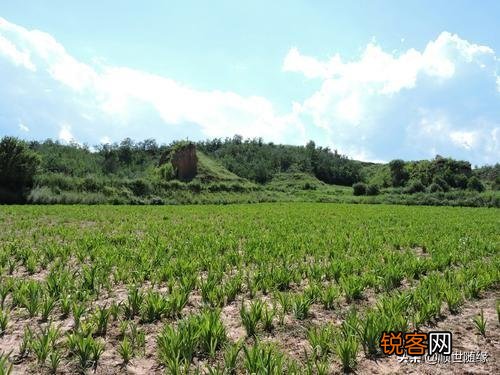 种植哪几种药材,价格年年涨,易种植、投入少、见效快？
