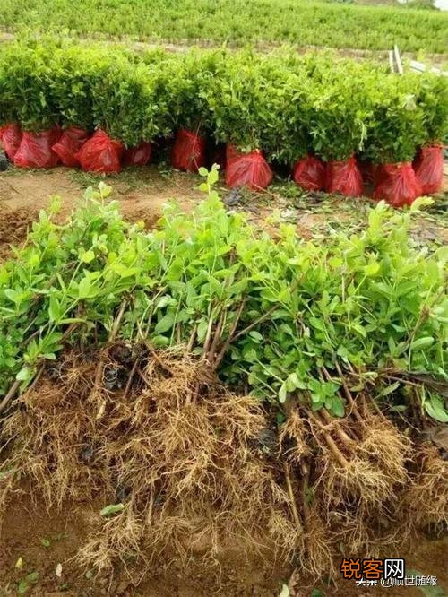 种植哪几种药材,价格年年涨,易种植、投入少、见效快？
