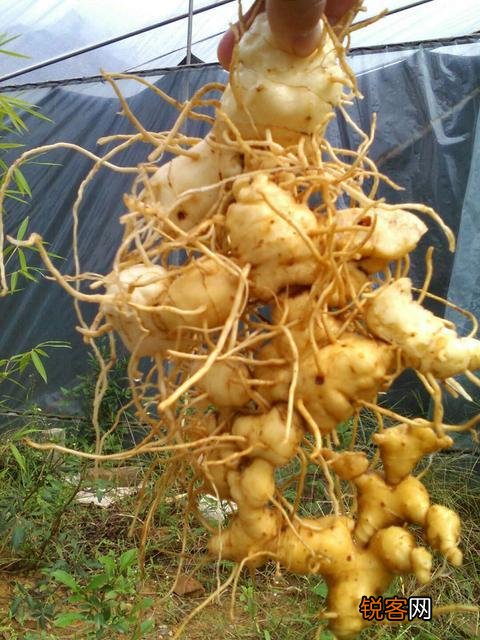 种植哪几种药材,价格年年涨,易种植、投入少、见效快？