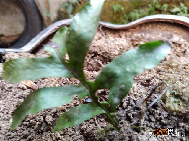 种植哪几种药材,价格年年涨,易种植、投入少、见效快？