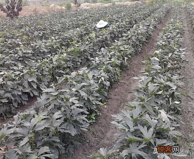 种植哪几种药材,价格年年涨,易种植、投入少、见效快？