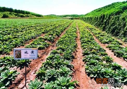 种植哪几种药材,价格年年涨,易种植、投入少、见效快？