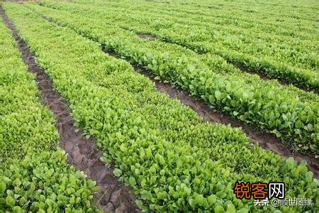 种植哪几种药材,价格年年涨,易种植、投入少、见效快？