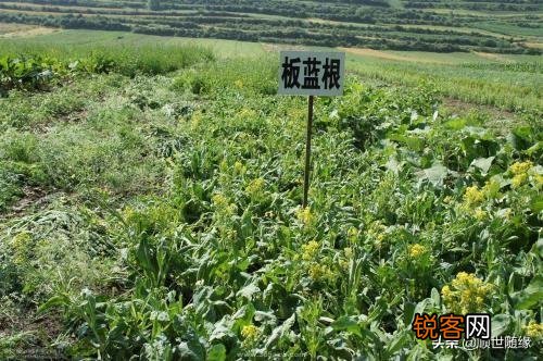 种植哪几种药材,价格年年涨,易种植、投入少、见效快？