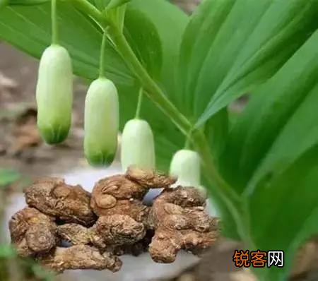 种植哪几种药材,价格年年涨,易种植、投入少、见效快？
