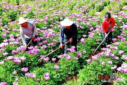南方农村种植什么药材收益最高？