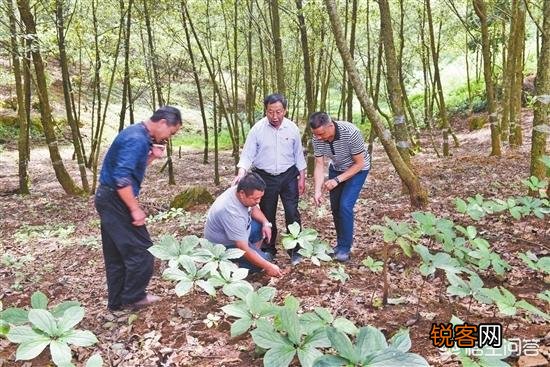 南方农村种植什么药材收益最高？