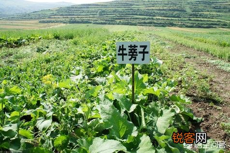 南方农村种植什么药材收益最高？