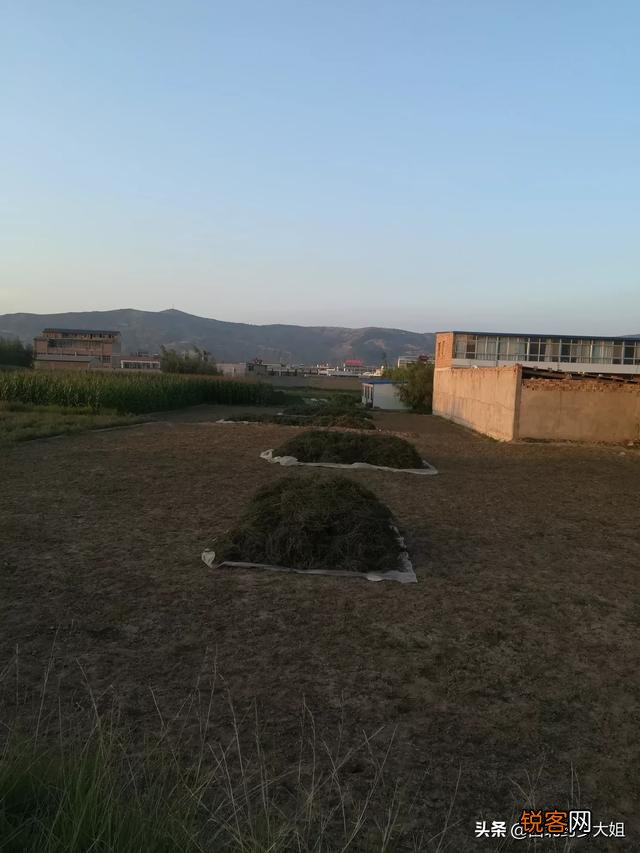 现在种植中药材赚钱吗？