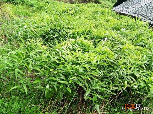 现在种植中药材赚钱吗？