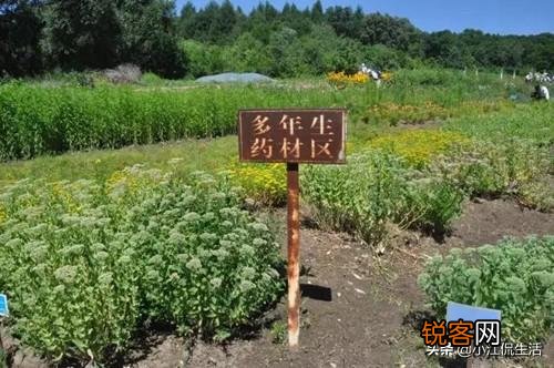 现在种植中药材赚钱吗？