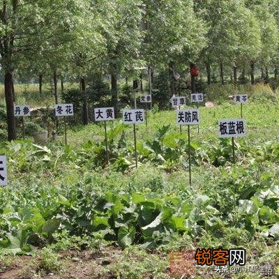 现在种植中药材赚钱吗？