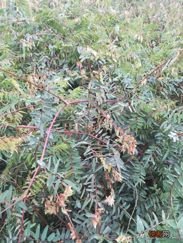 现在种植中药材赚钱吗？