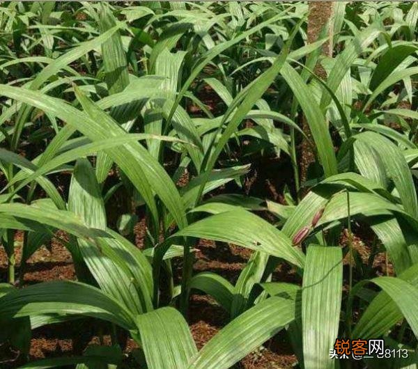 现在种植中药材赚钱吗？