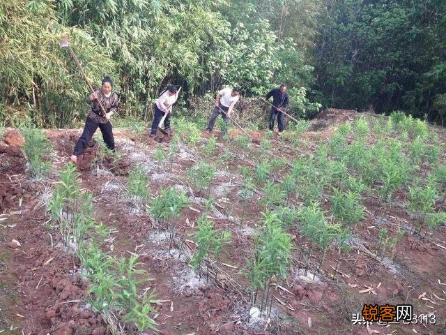 现在种植中药材赚钱吗？