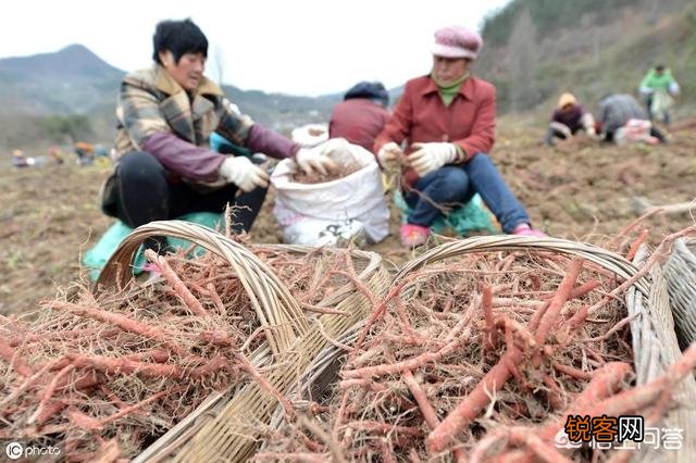 农村种植药材有提高收入的可能吗？