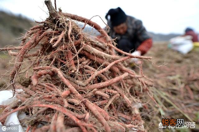 农村种植药材有提高收入的可能吗？