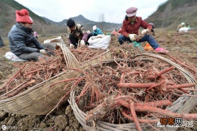 农村种植药材有提高收入的可能吗？