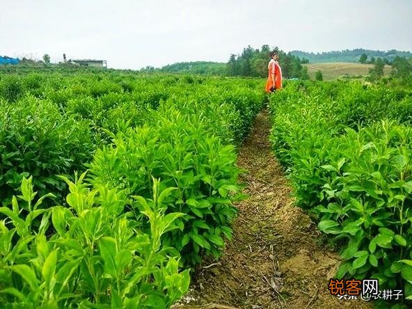 农村种植药材有提高收入的可能吗？