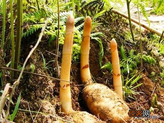 农村种植药材有提高收入的可能吗？
