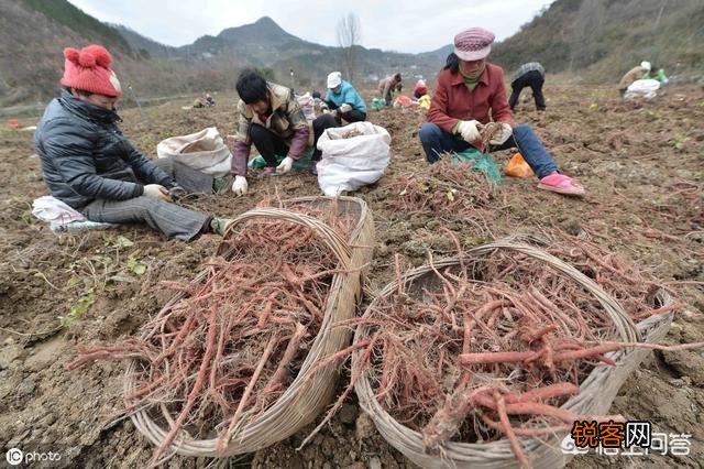农村种植药材有提高收入的可能吗？