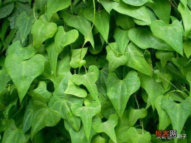 农村种植药材有提高收入的可能吗？