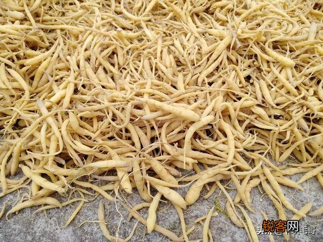 现在种植什么药材好管理,产量高,价格高？