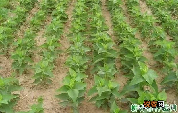 现在种植什么药材好管理,产量高,价格高？