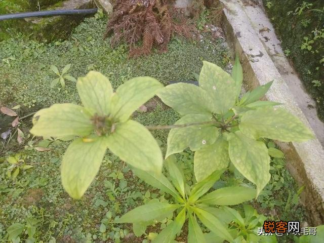 现在种植什么药材好管理,产量高,价格高？