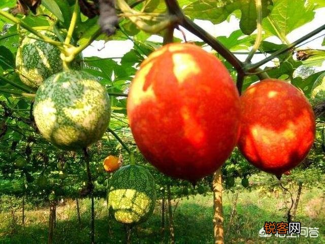 江汉平原有一块种水稻油菜的土地,适合种什么赚钱的药材？