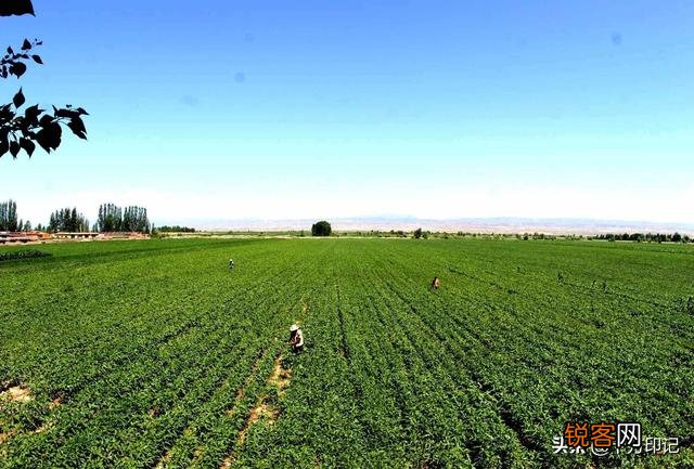 河北农村种植什么东西不愁卖又赚钱？