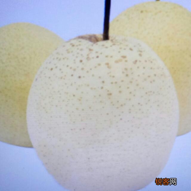 河北农村种植什么东西不愁卖又赚钱？
