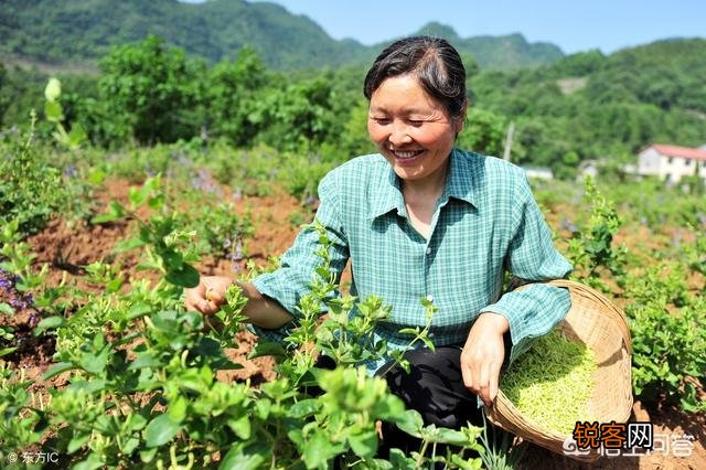 哪种药材种植周期短效益高呢？