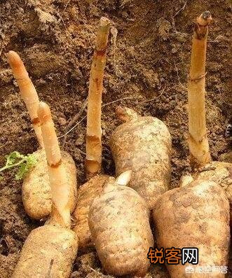 哪种药材种植周期短效益高呢？