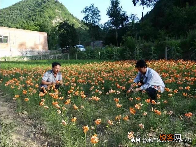 在农村种植什么药材有前景？
