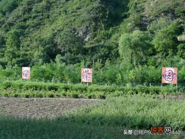 在农村种植什么药材有前景？
