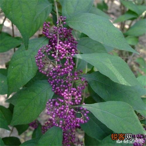 在农村种植什么药材有前景？