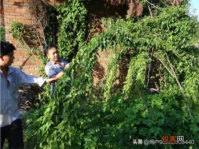 在农村种植什么药材有前景？