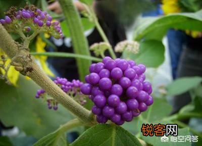 在农村种植什么药材有前景？