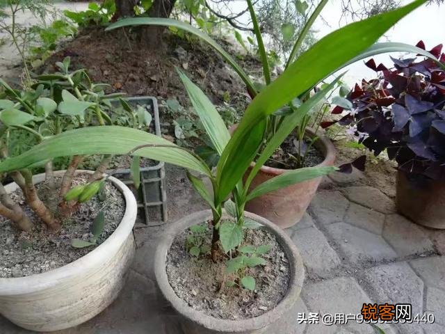 在农村种植什么药材有前景？