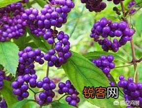在农村种植什么药材有前景？