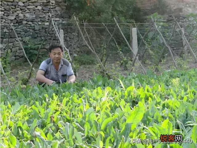 在农村种植什么药材有前景？