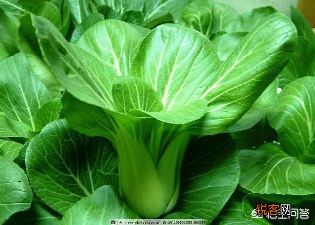 现在的农村,是种蔬菜水果挣钱,还是种药材赚钱多？