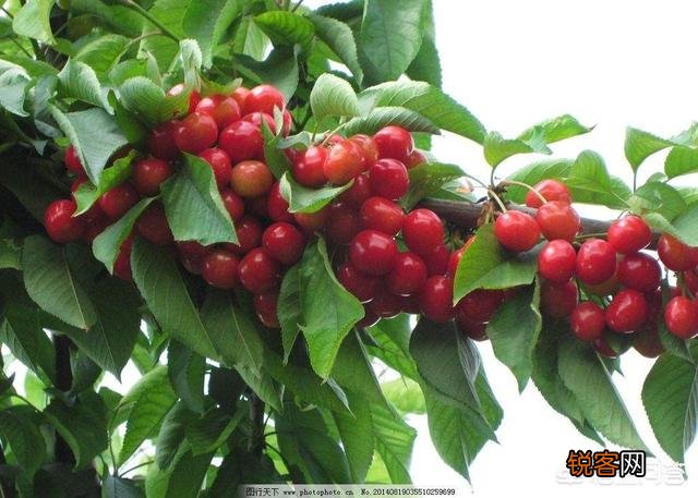 现在的农村,是种蔬菜水果挣钱,还是种药材赚钱多？