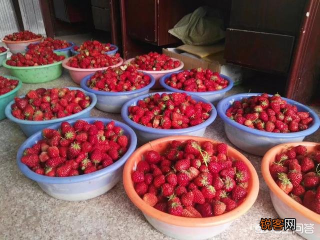 现在的农村,是种蔬菜水果挣钱,还是种药材赚钱多？