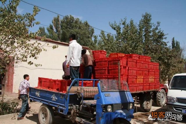 现在的农村,是种蔬菜水果挣钱,还是种药材赚钱多？