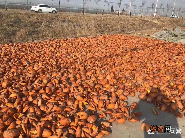 现在的农村,是种蔬菜水果挣钱,还是种药材赚钱多？