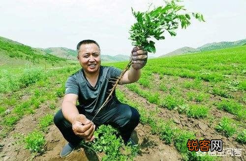 现在的农村,是种蔬菜水果挣钱,还是种药材赚钱多？